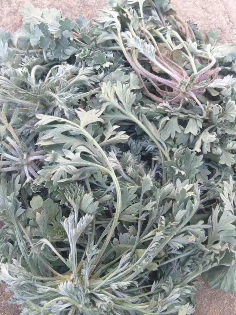 鲜茵陈白蒿，纯野生，一手货源产地直发，现摘现发