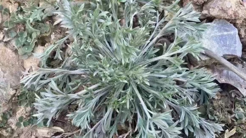 鲜茵陈白蒿，纯野生，一手货源产地直发，现摘现发