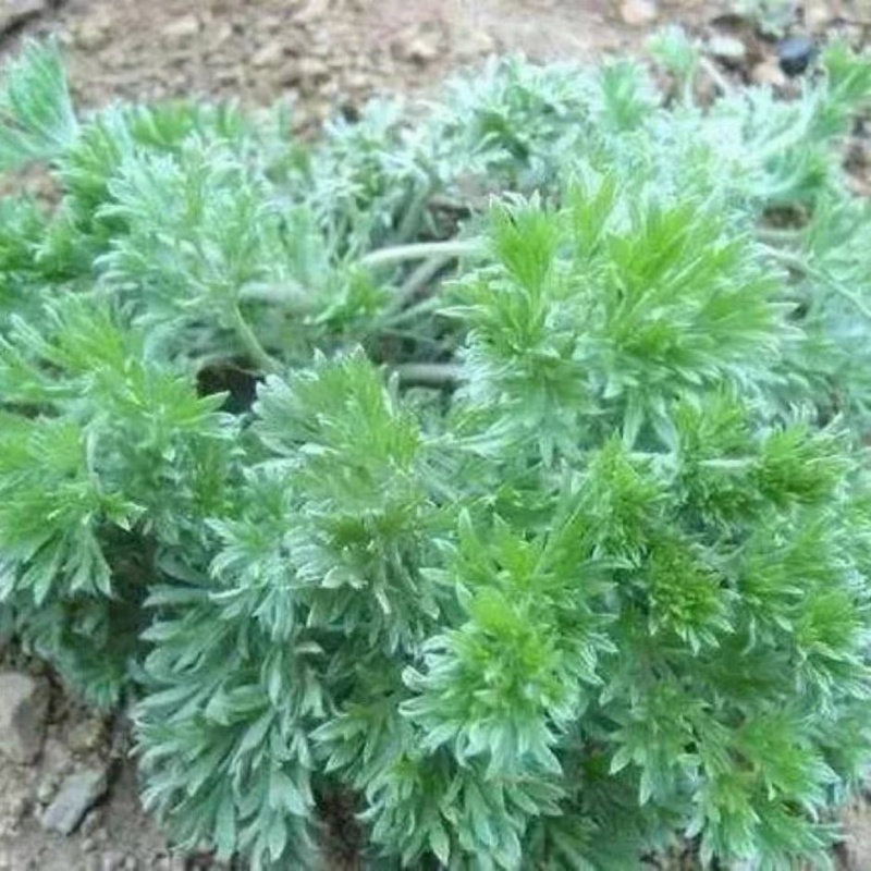 鲜茵陈白蒿，纯野生，一手货源产地直发，现摘现发