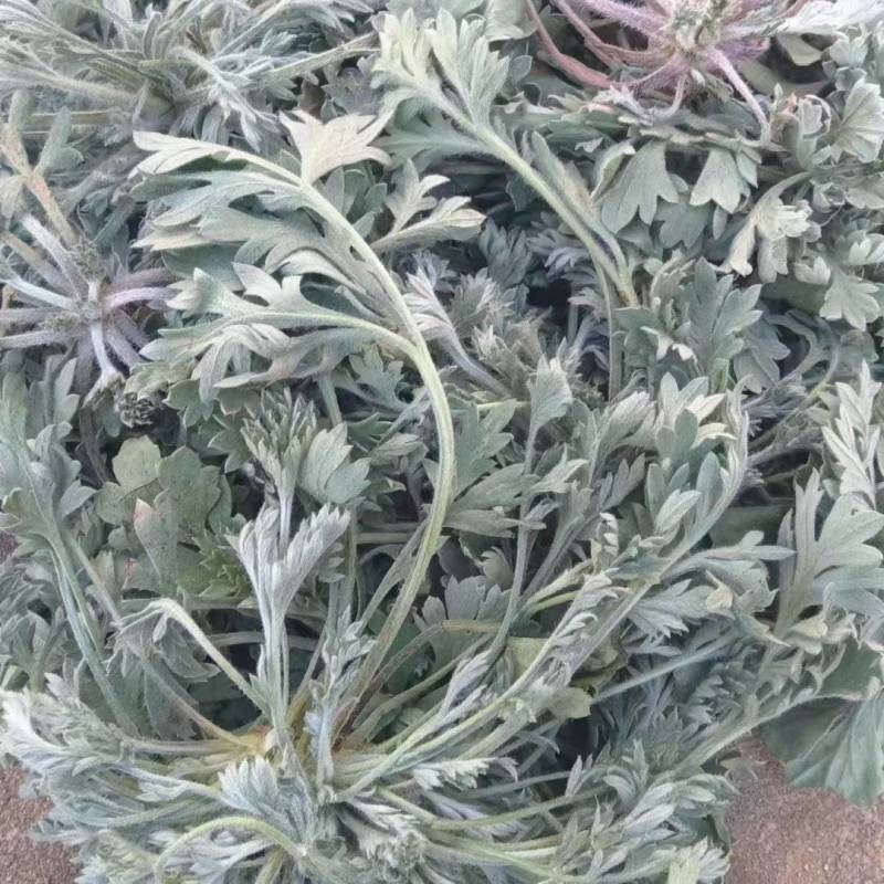 白蒿新鲜茵陈一件代发对接电商批发市场社区团购商超精品保证