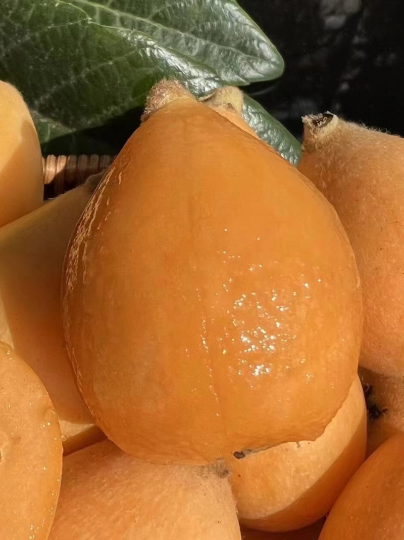 枇杷大量上市