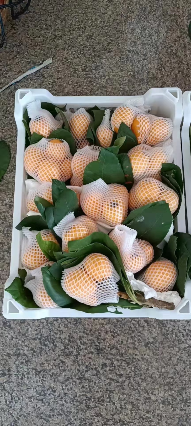 枇杷大量上市