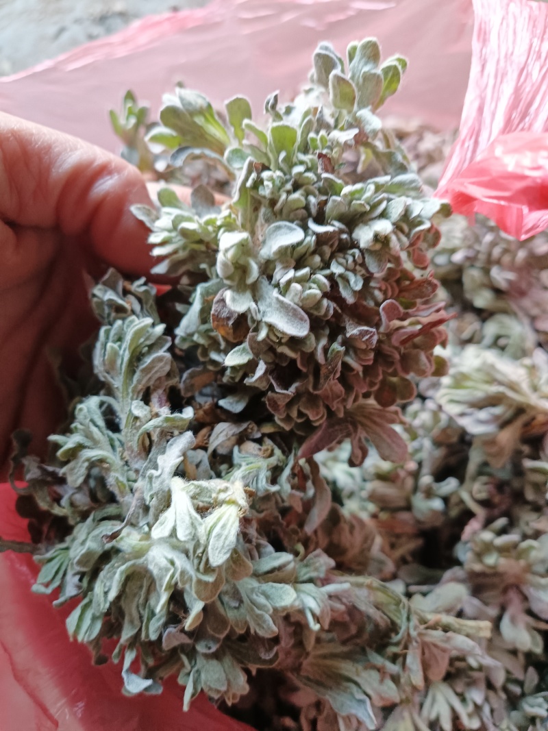 鼠曲草新货野生：零售批发：一手货源：产地直发支持现场看货