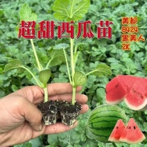 精选嫁接西瓜苗美都8424甜王红玉植根苗优质壮苗基地