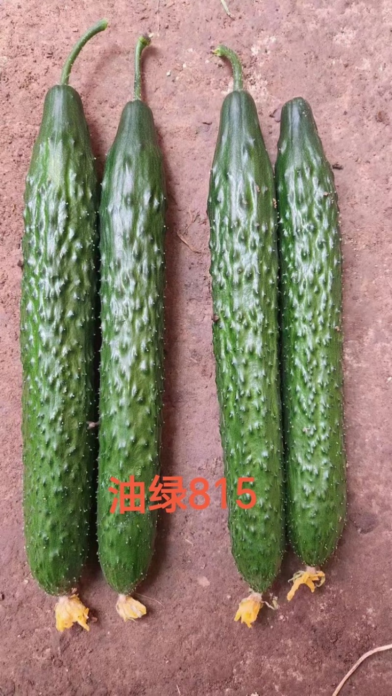 油绿815密刺黄瓜种子高产耐高温高抗病油亮型黄瓜