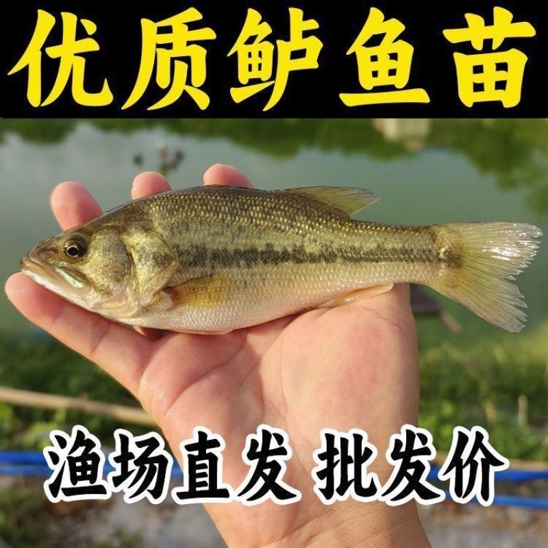 鲈鱼苗全国发货量大从优送货上门诚信经营