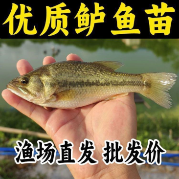鲈鱼苗全国发货量大从优送货上门诚信经营