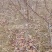 2/3公分山楂树价格，山楂树品种齐全，山西山楂树