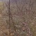 2/3公分山楂树价格，山楂树品种齐全，山西山楂树