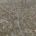 2/3公分山楂树价格，山楂树品种齐全，山西山楂树