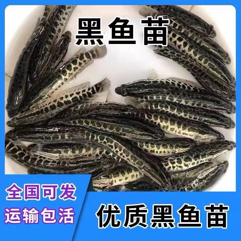 黑鱼苗量大从优技术支持售后跟踪服务一手货源