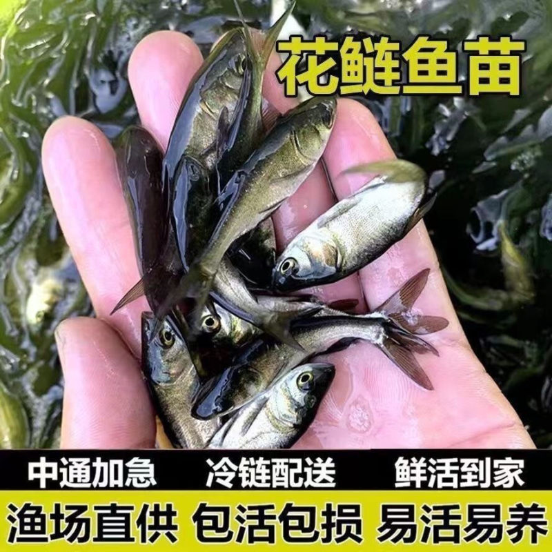 花鲢鱼苗品种齐全成活率高提供养殖技术指导