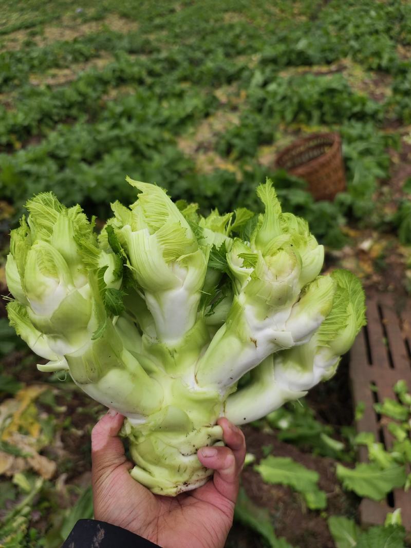 儿菜，四川基地儿菜，毛货，净货，电商工厂货都大量有货。