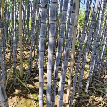 黑皮甘蔗大量现货价格优惠产地直发