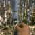 黑皮甘蔗大量现货价格优惠产地直发