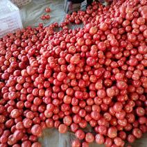 优质西红柿，产地直发，货源充足，品质保证，欢迎采购！