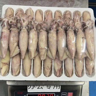 笔管鱼海兔籽乌