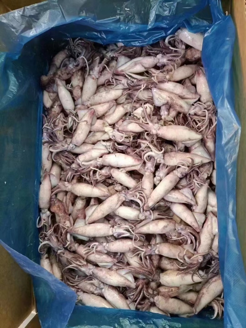 笔管鱼海兔籽乌