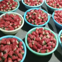 草莓🍓