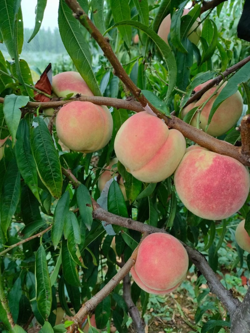 清香蜜（晚熟离核，国庆中秋佳节成熟）