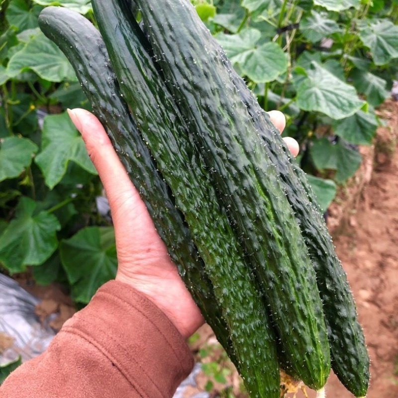 【推荐】河南商丘夏邑密刺黄瓜基地一手货源稳定供应