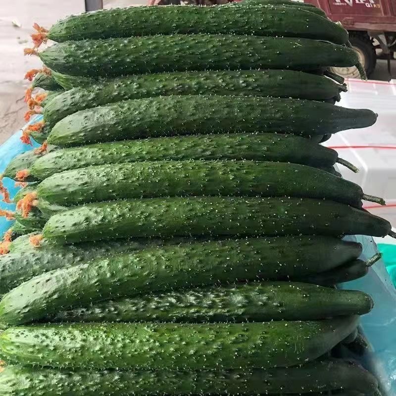 【推荐】河南商丘夏邑密刺黄瓜基地一手货源稳定供应