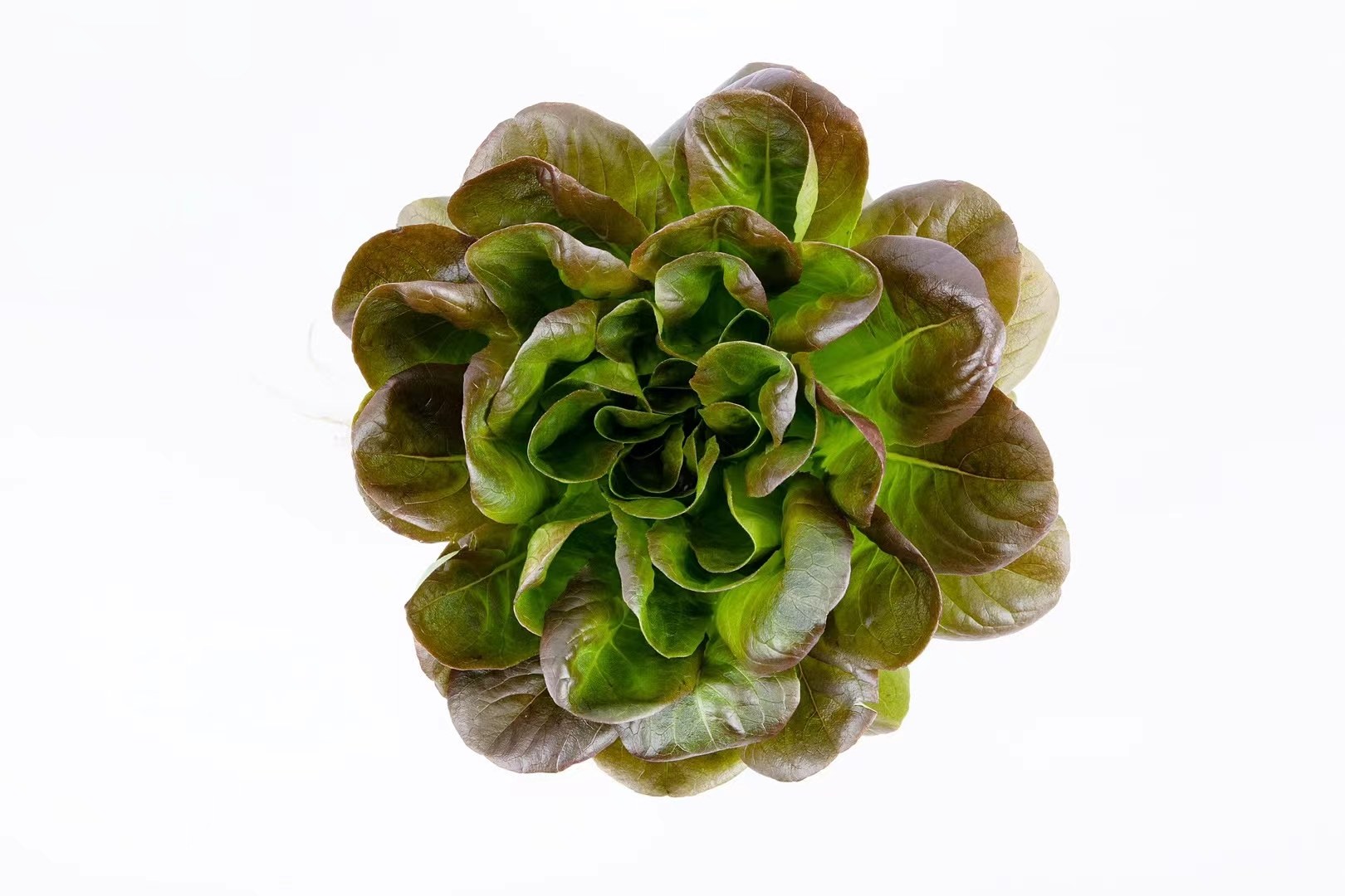 展示不同品种的生菜,包括散叶生菜、结球生菜和皱叶生菜的对比图片 生菜品种对比图