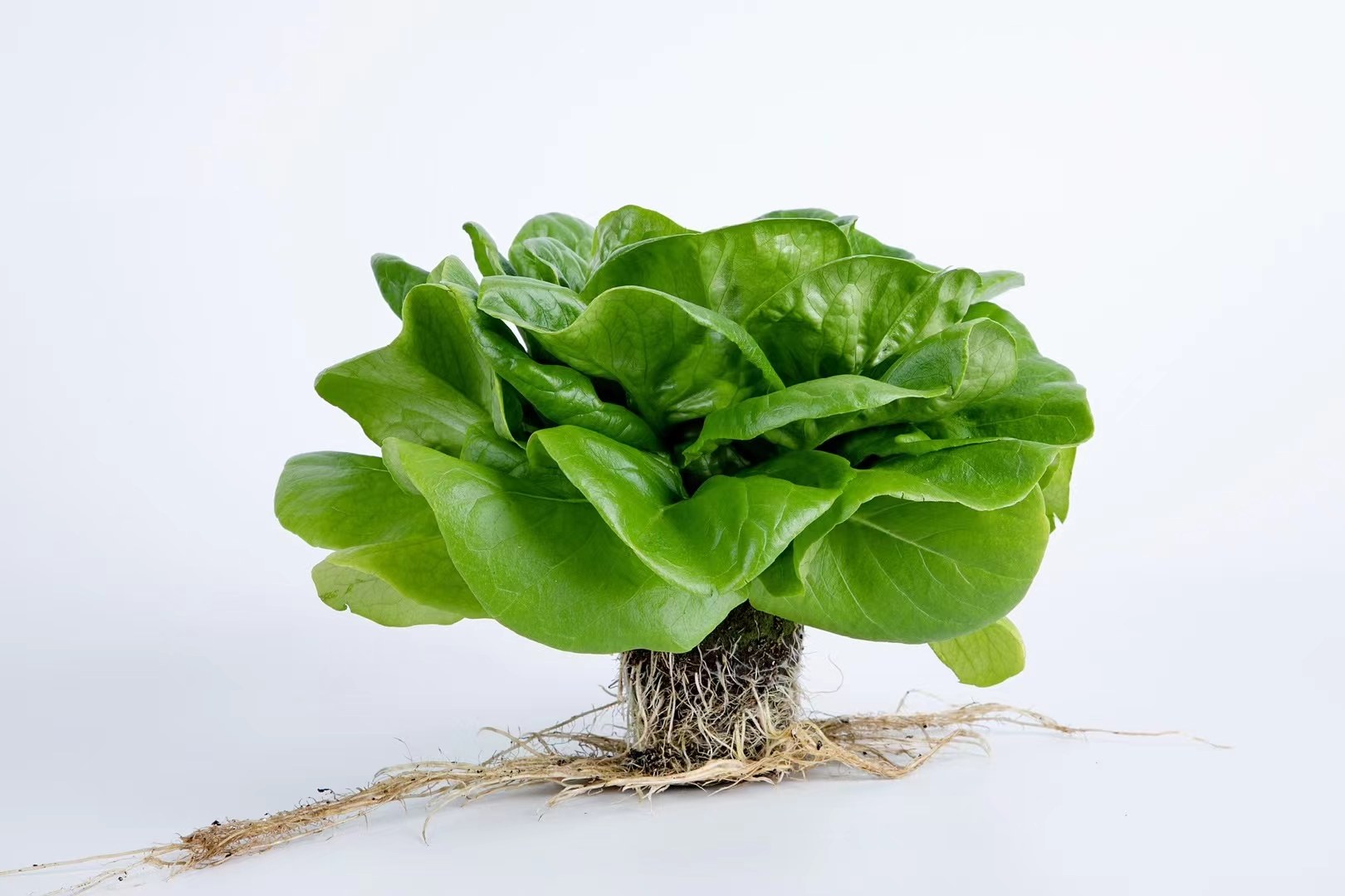 生菜苗与成熟散叶生菜对比图