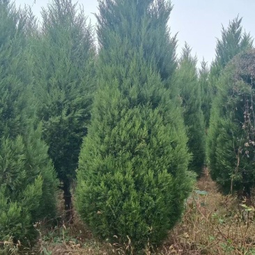 塔柏蜀桧树苗30一3.5米高.基地一手货源量大,塔柏床苗