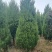塔柏蜀桧树苗30一3.5米高.基地一手货源量大,塔柏床苗