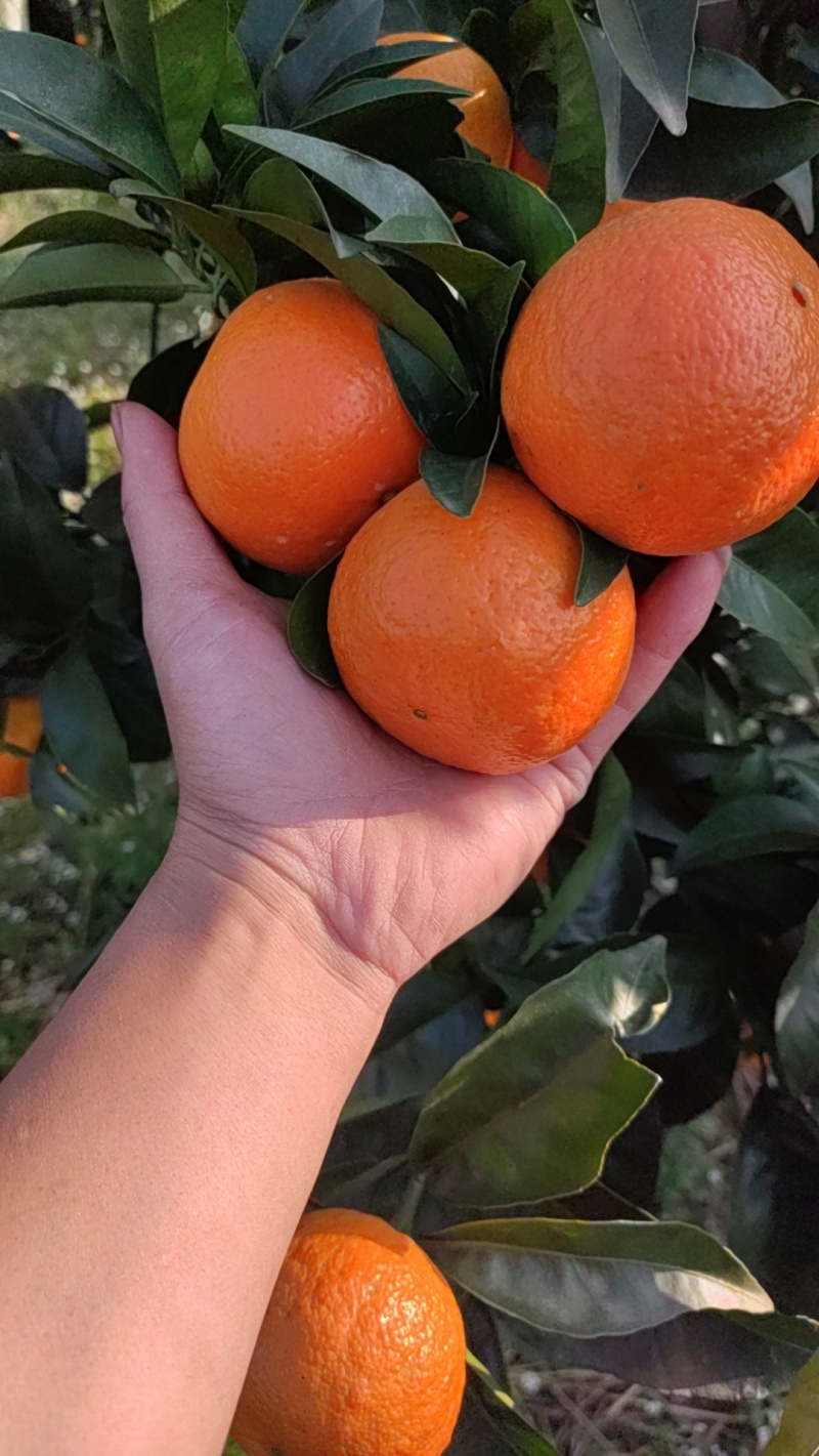 无核沃柑皮薄汁甜货源稳定发往全国视频实地看货
