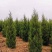塔柏蜀桧树苗30一3.5米高.基地一手货源量大,塔柏床苗
