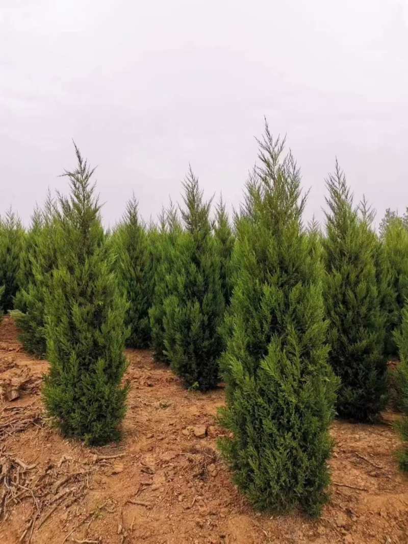 塔柏蜀桧树苗30一3.5米高.基地一手货源量大,塔柏床苗