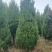 塔柏蜀桧树苗30一3.5米高.基地一手货源量大,塔柏床苗