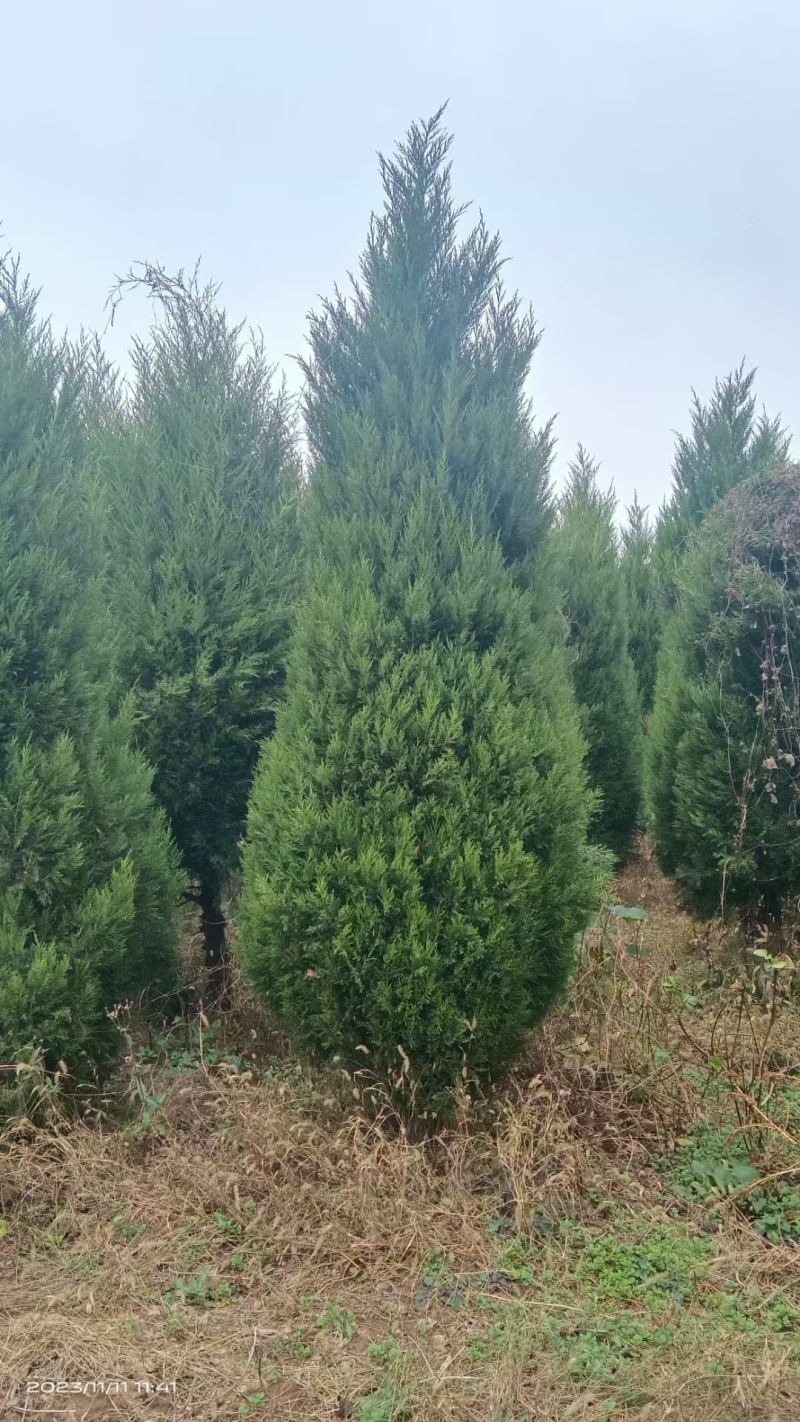 塔柏蜀桧树苗30一3.5米高.基地一手货源量大,塔柏床苗
