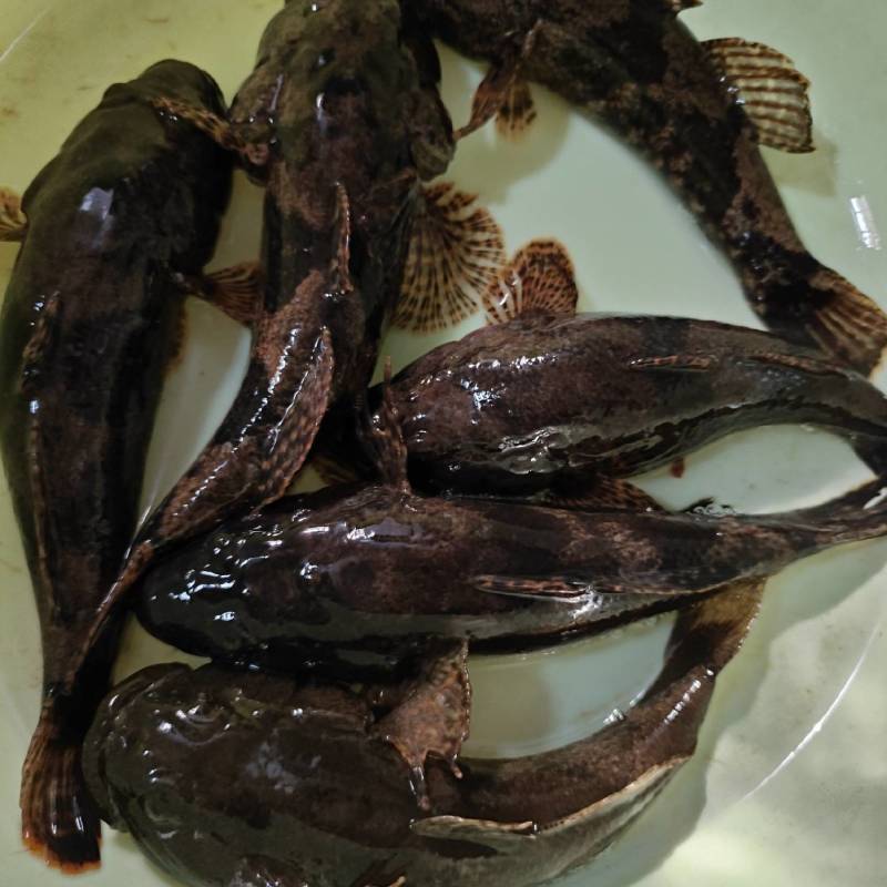 真正好货沙塘鳢需要的请联系我