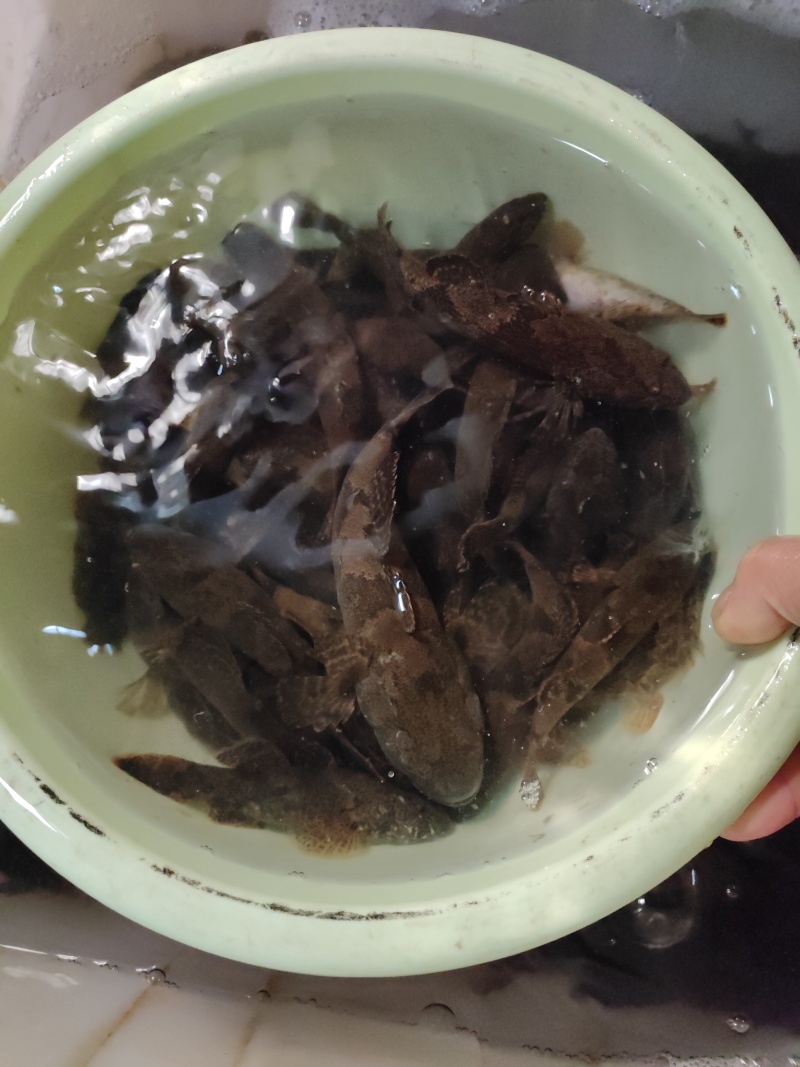 真正好货沙塘鳢需要的请联系我