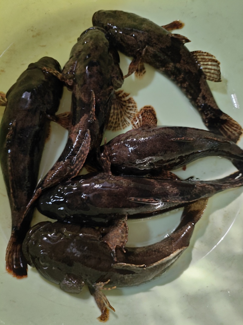 真正好货沙塘鳢需要的请联系我