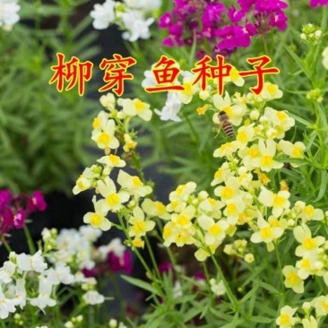柳穿鱼种子小金鱼草多年生花卉景观花海花镜花坛庭院花