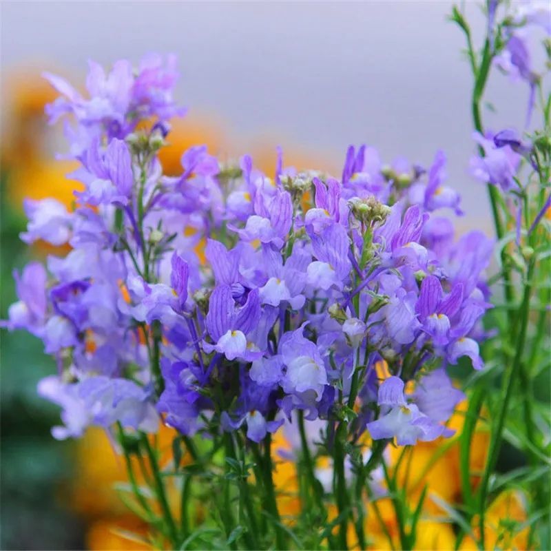 柳穿鱼种子小金鱼草多年生花卉景观花海花镜花坛庭院花