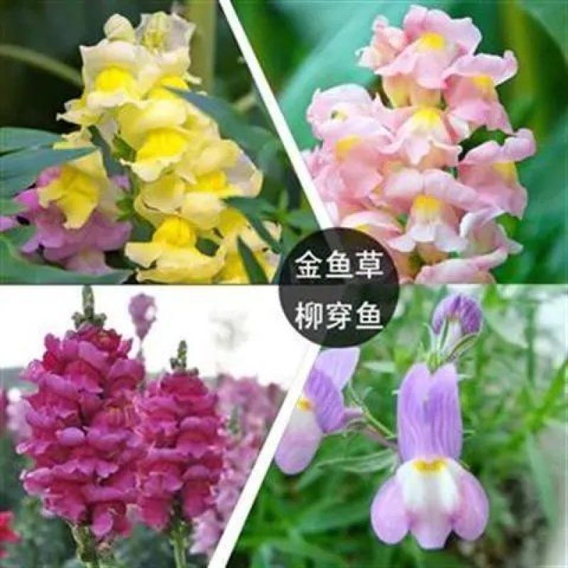 柳穿鱼种子小金鱼草多年生花卉景观花海花镜花坛庭院花