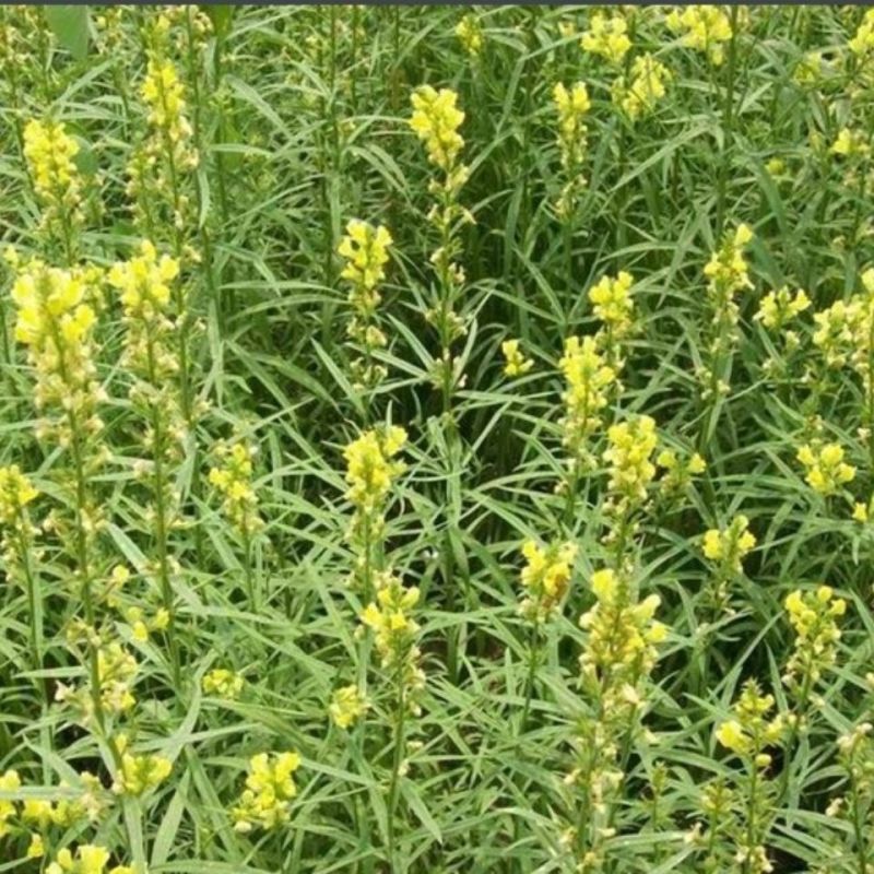 柳穿鱼种子小金鱼草多年生花卉景观花海花镜花坛庭院花