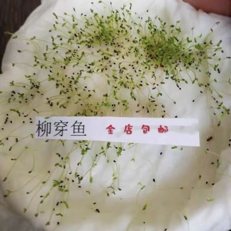 柳穿鱼种子小金鱼草多年生花卉景观花海花镜花坛庭院花