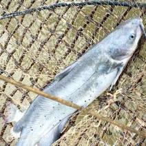 鮰鱼精品养殖大量供应对接全国市场