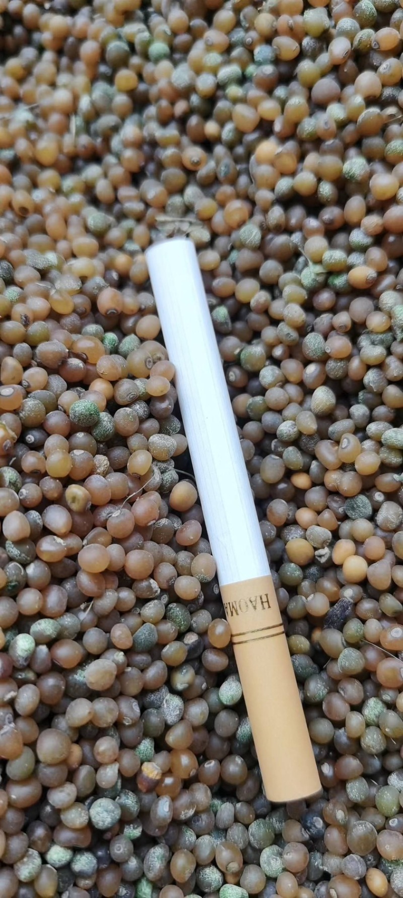新品黄精种子