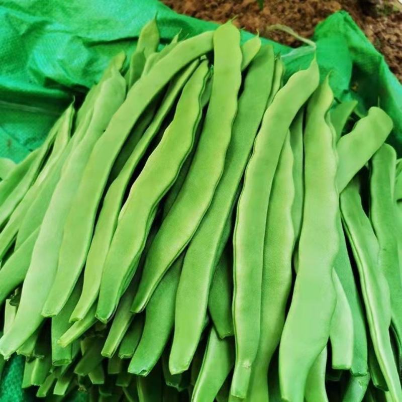 福建大扁豆云豆一手货源大量有货供应商超电商