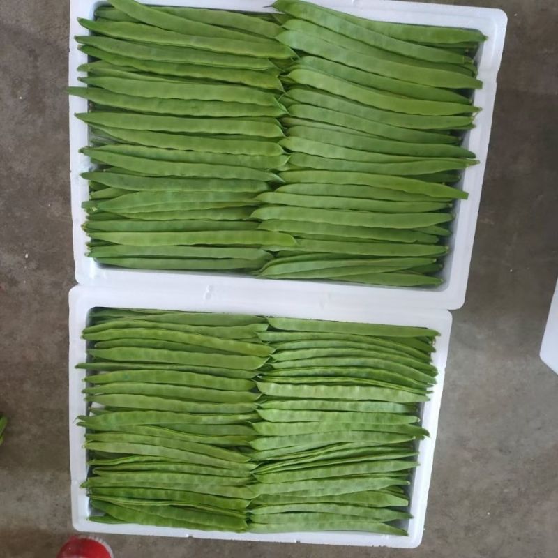 福建大扁豆云豆一手货源大量有货供应商超电商