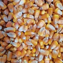 玉米粒干黑龙江玉米粒价格实惠养殖饲料