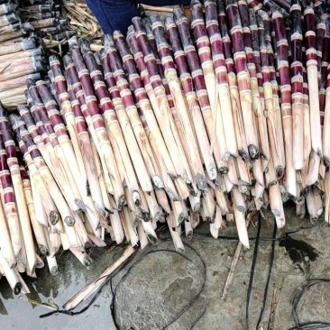 广西精品甘蔗种苗销售，自家基地，出芽率高，土炮视频看货