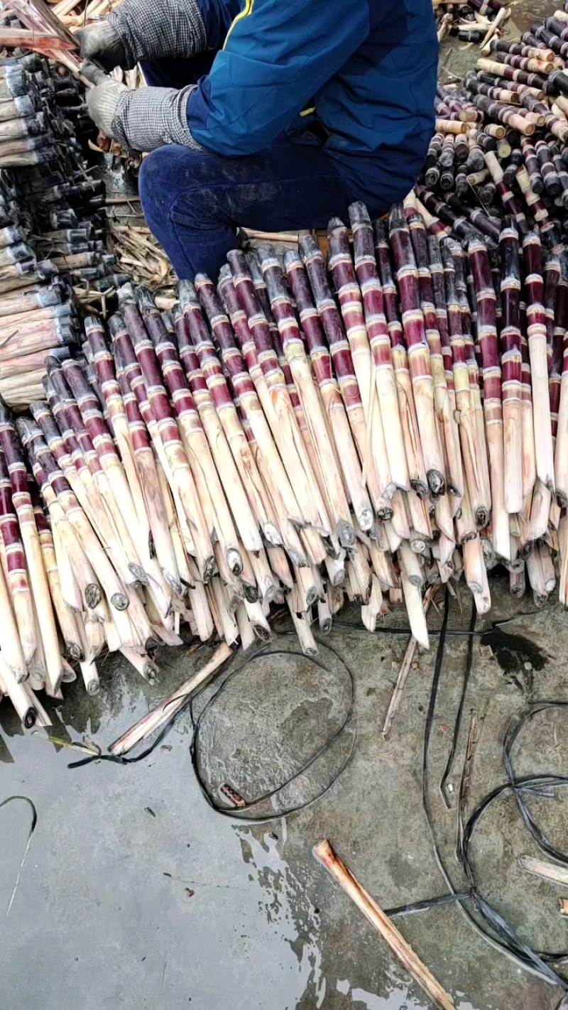 广西精品甘蔗种苗销售，自家基地，出芽率高，土炮视频看货